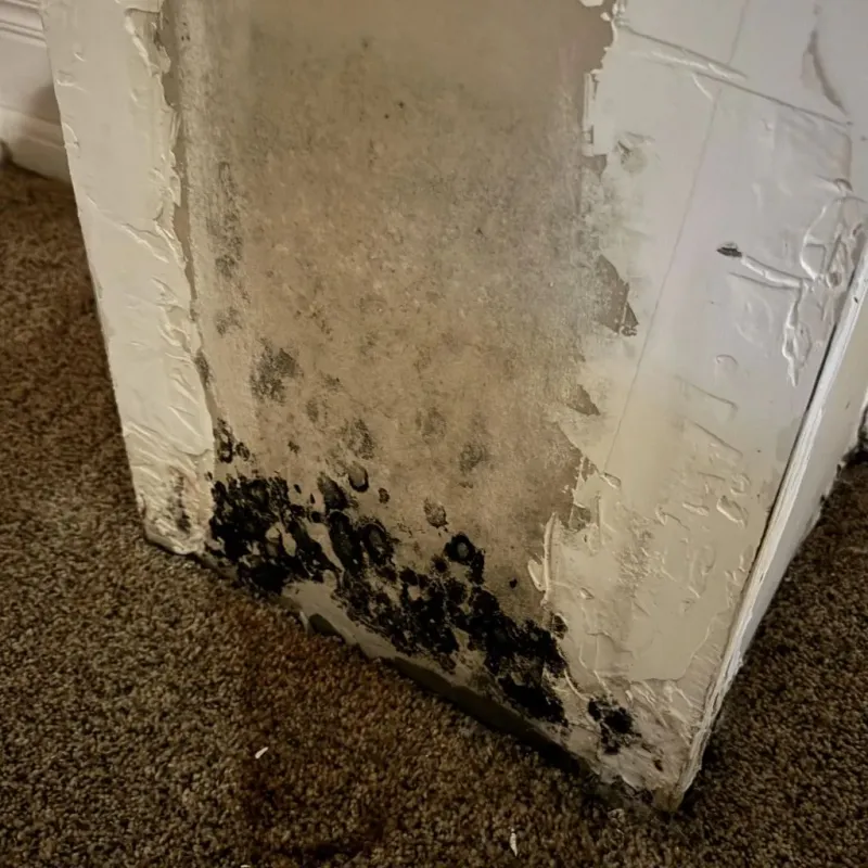 Professional Mold Removal in Westerville, OH